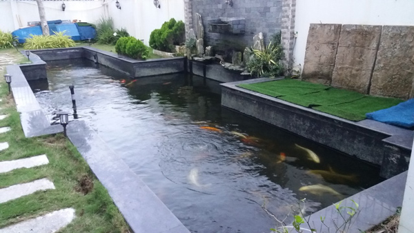 Phương pháp chống thấm bể cá Koi đúng cách