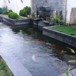 Phương pháp chống thấm bể cá Koi đúng cách